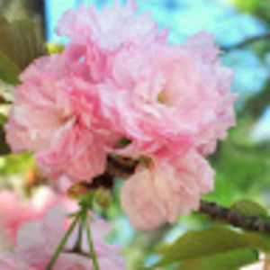 Meet your Posher, Ella